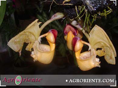 Orqu�deas - Coryanthes verrucolineata